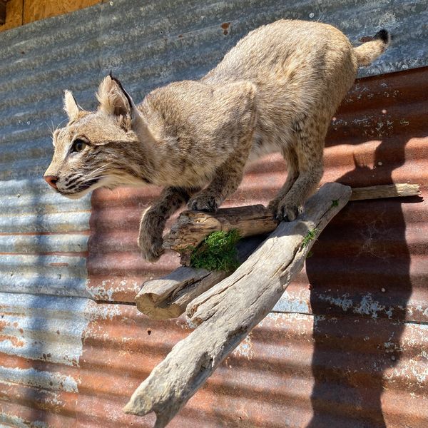 A bobcat crouches alertly on a wooden branch against a corrugated metal wall.