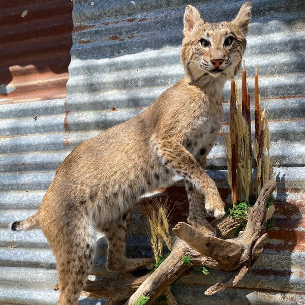 A taxidermy bobcat posed on a rustic wooden branch with a corrugated metal background.