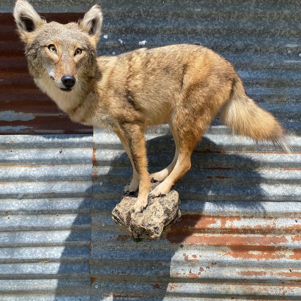 A coyote standing on a rock against a rusty corrugated metal wall.