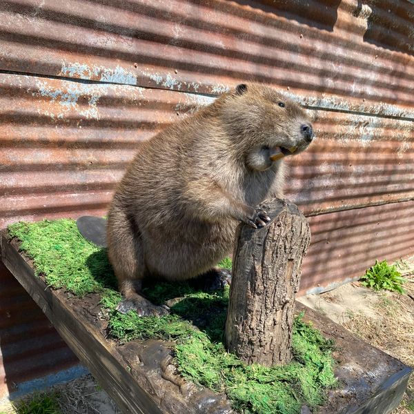 A beaver gnaws on a log near a rusty corrugated metal wall.