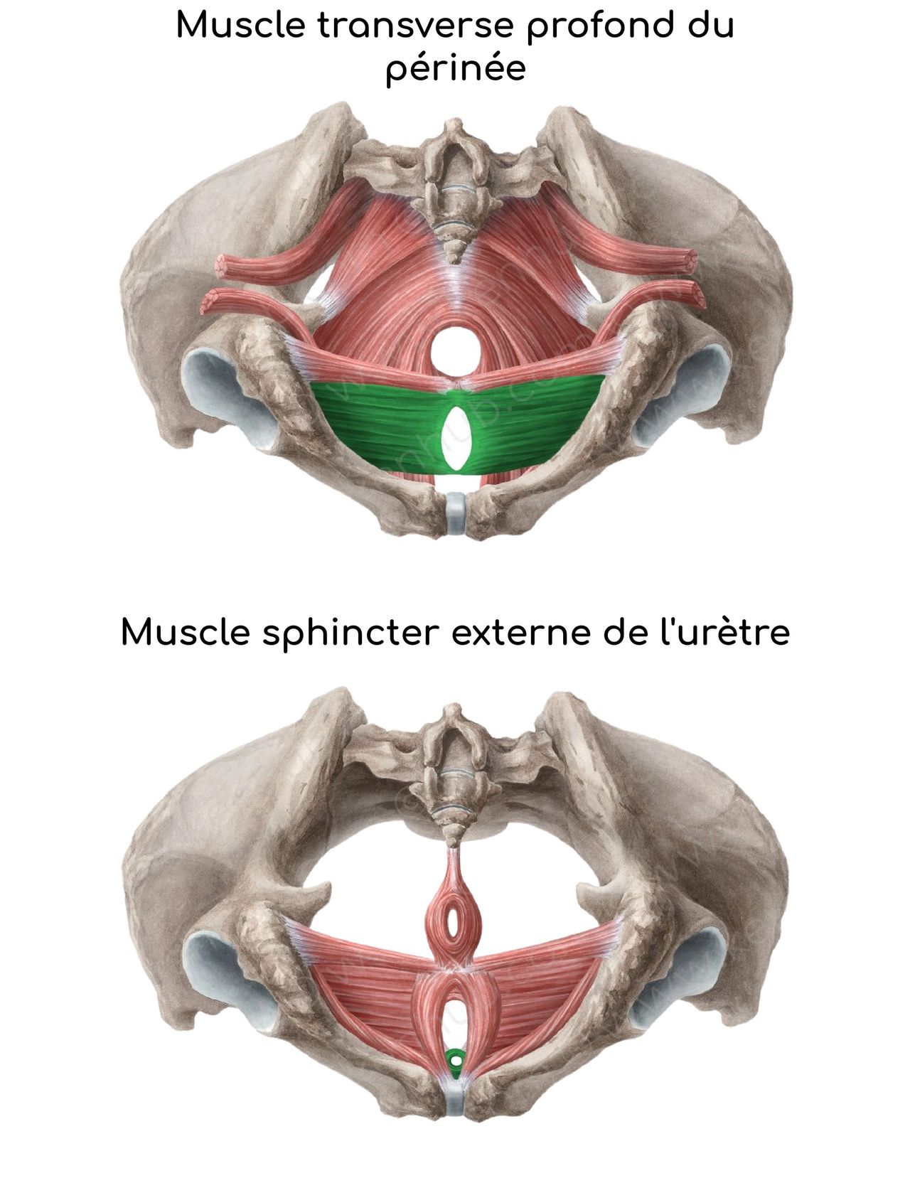 Anatomie du périnée profond et du périnée superficiel