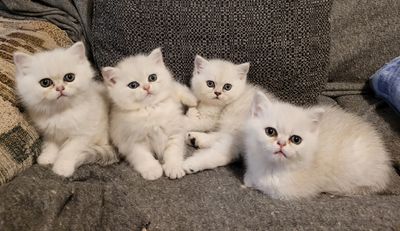 Four fluffy white kittens sitting together on a couch.