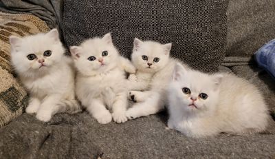 Four fluffy white kittens sitting together on a couch.
