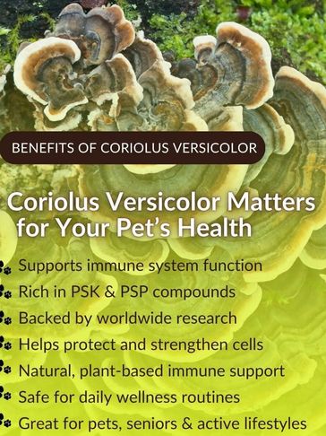 Coriolus Versicolor benefits for pet health with immune support.
