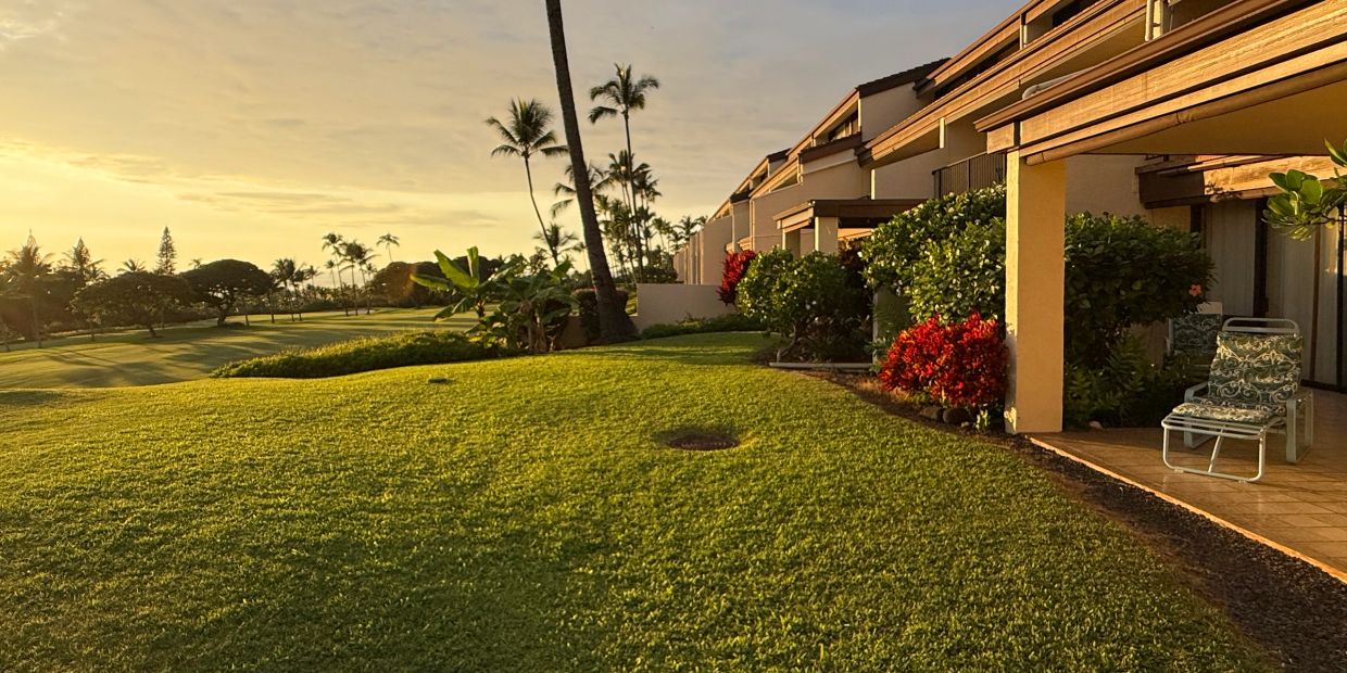 Sunlit lawn with tropical plants near residential buildings.