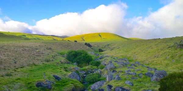 Sunny green hills with scattered rocks under a blue sky.