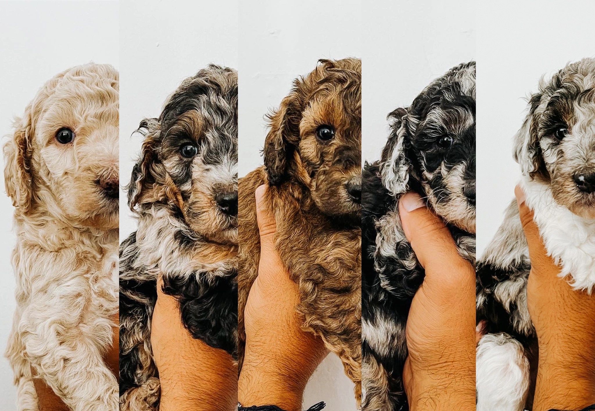 moyen poodle breeders near me