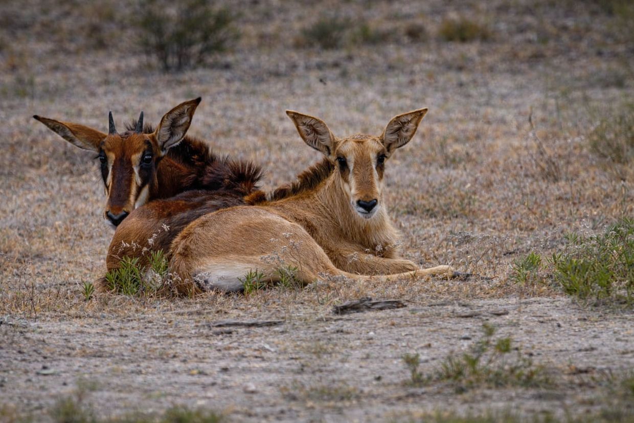 Two antelopes resting on dry grassland, looking at the camera.