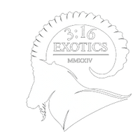 3:16 Exotics