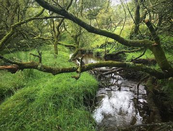 A serene forest stream with fallen branches and lush greenery.