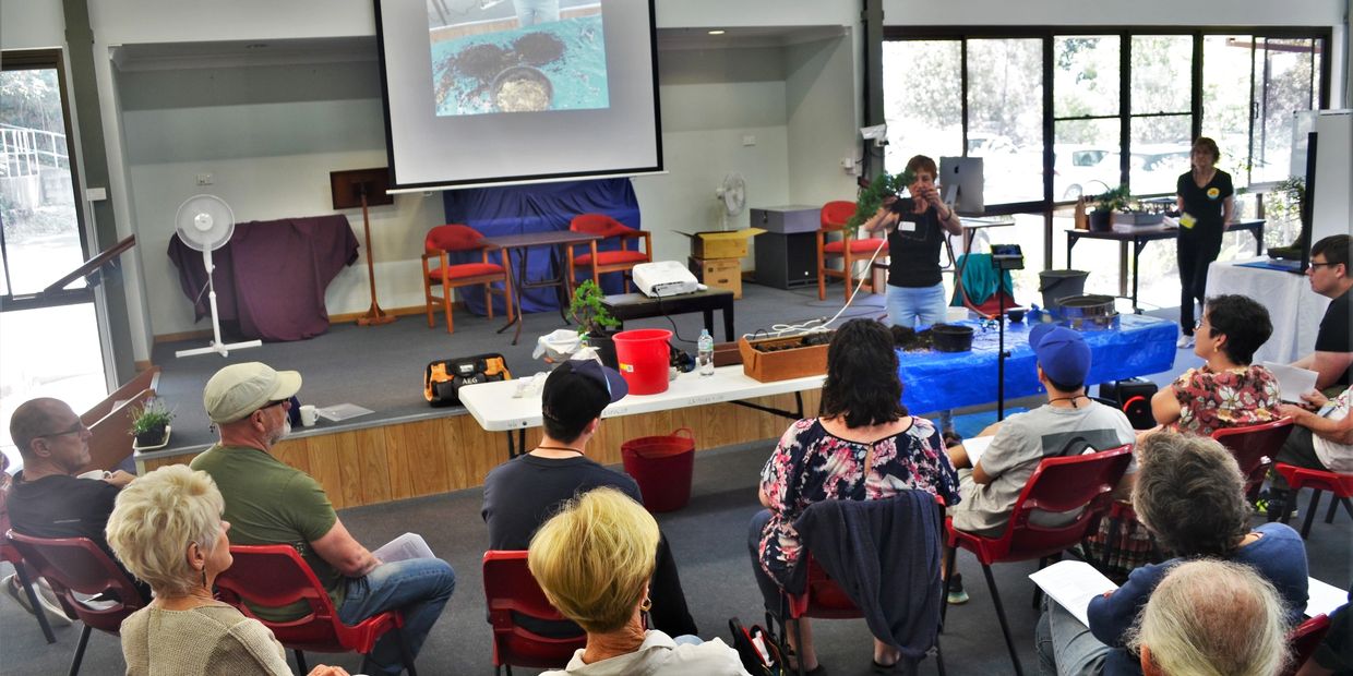 Gold Coast Tweed Bonsai Club demonstration by Robyn Tarrant, beginners class juniper, blackpine