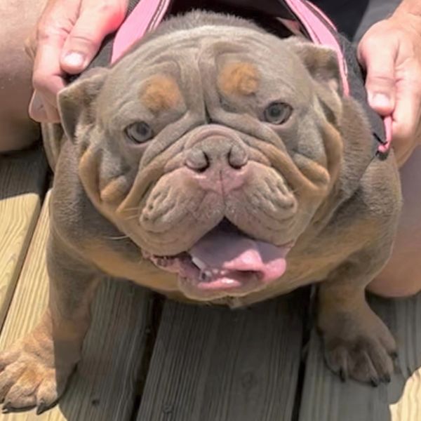 A happy bulldog with a pink harness is being held by a person.