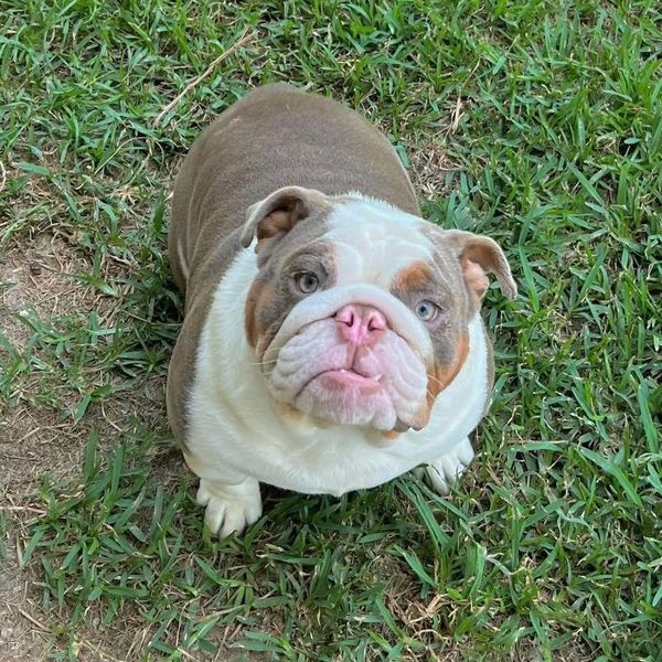 A cute bulldog sitting on grass looking up.