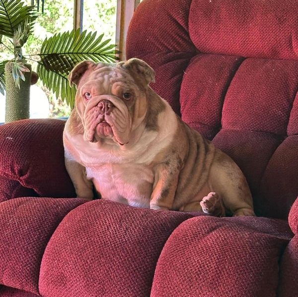 Bulldog sitting comfortably on a red plush chair indoors.