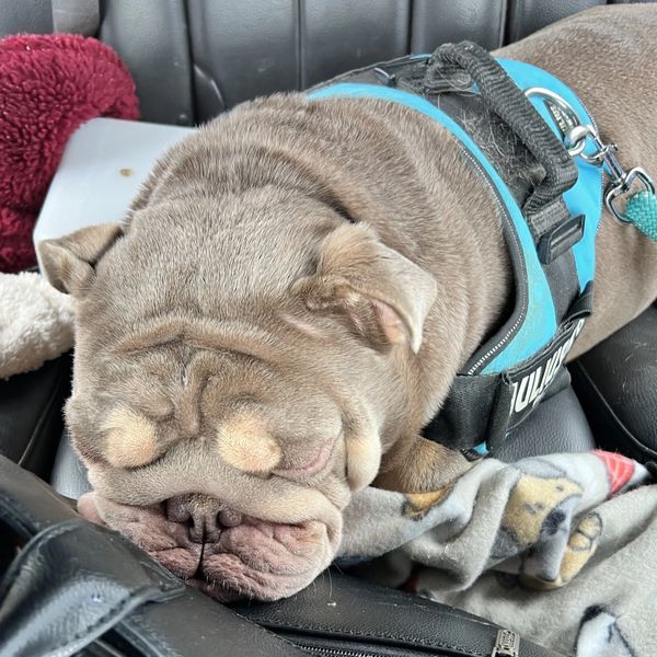 A sleepy bulldog wearing a blue harness naps on a car seat.