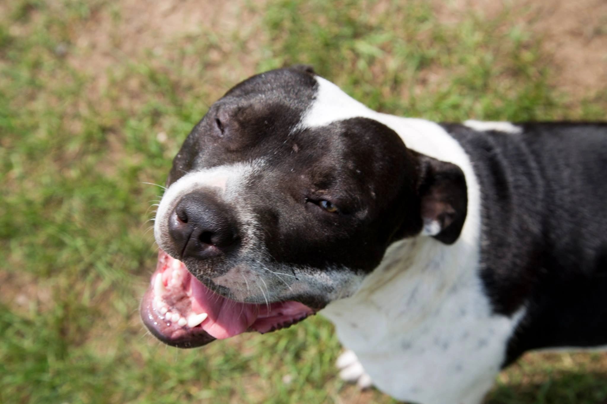 Do Dogs Need A Pack Leader