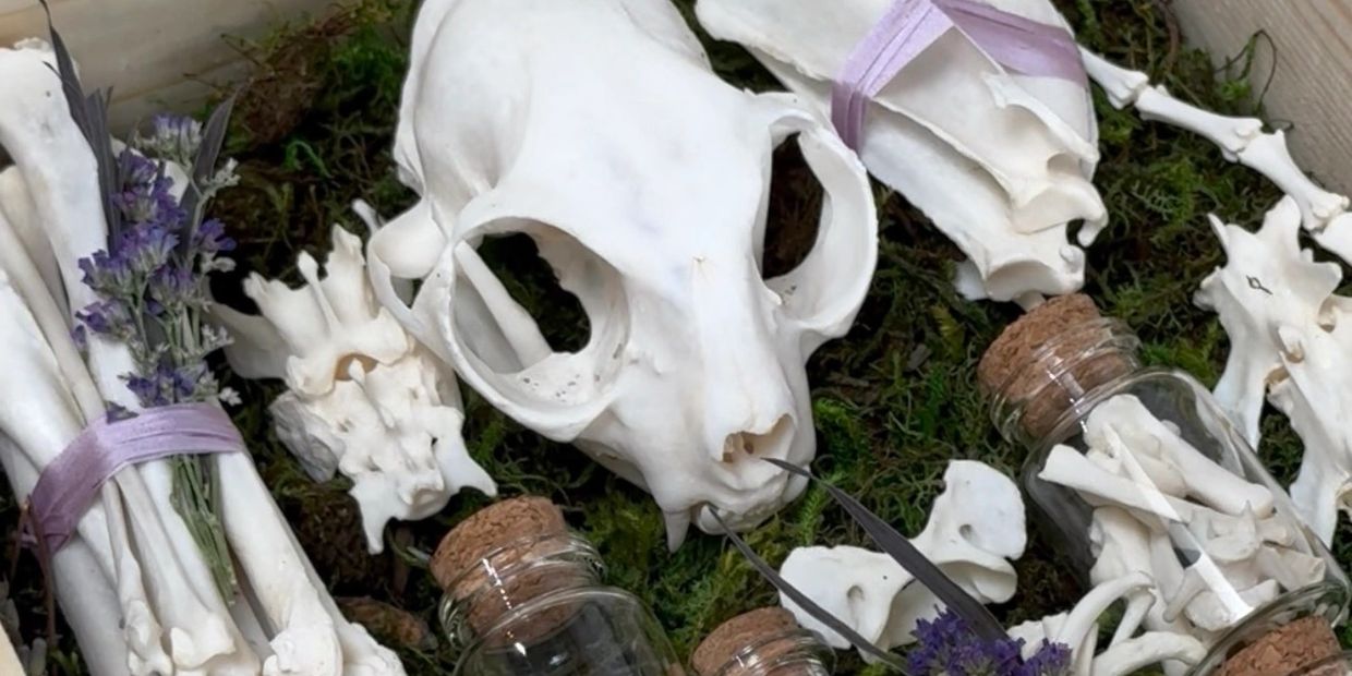 Animal skull and bones arranged with flowers and glass jars on moss.