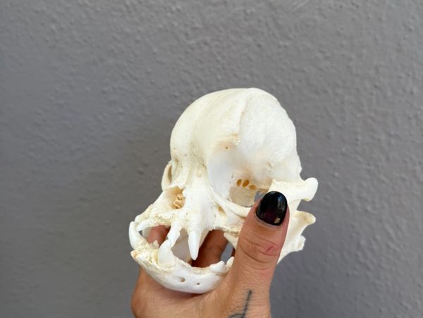 Hand holding a small animal skull with sharp teeth against a gray wall.