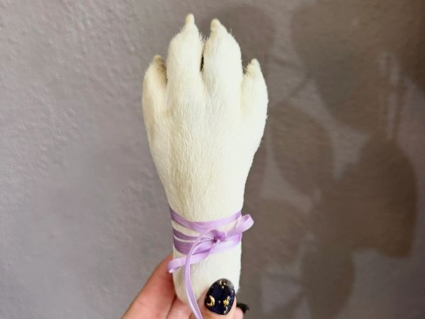 A white animal paw wrapped with a purple ribbon held by a hand.