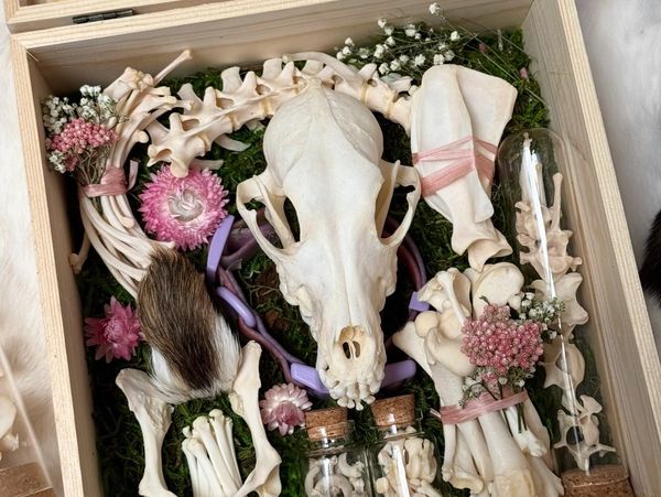 Artful arrangement of animal bones, flowers, and moss in a wooden box.