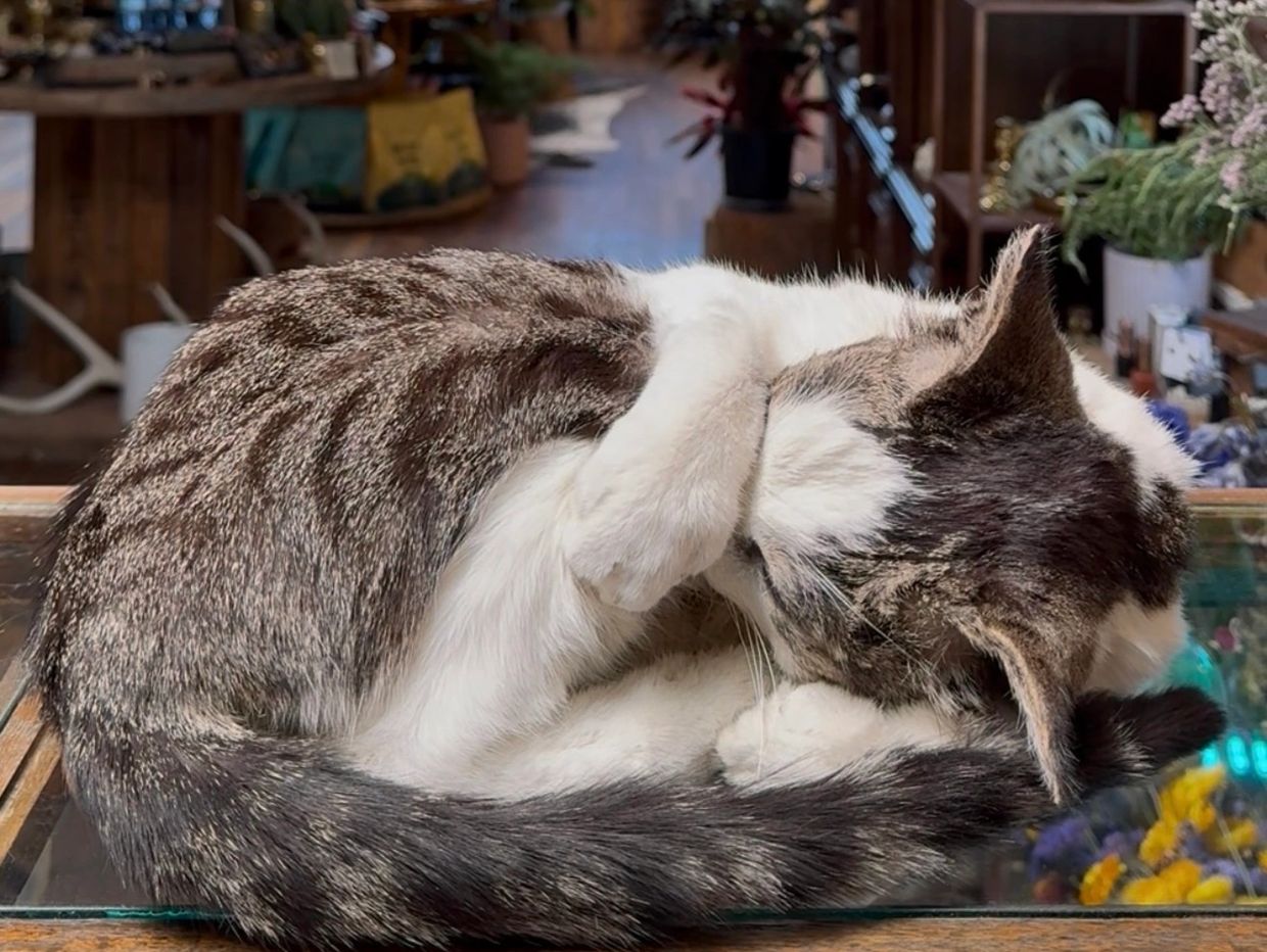 A cat curled up, covering its face with its paw while resting.