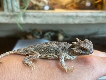 Preserved horned lizard