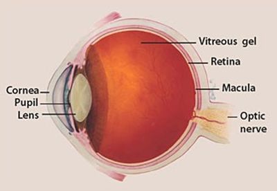 Optic Nerve