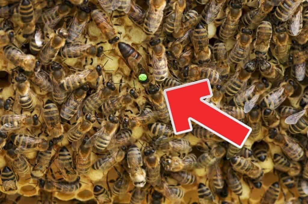 Queen Bees