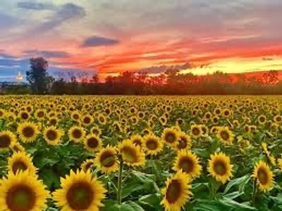 Why Lease Bee From Happy Bee Solutions?  Happy Bee Solutions Lease Bees, New Braunfels, Seguin, Spri