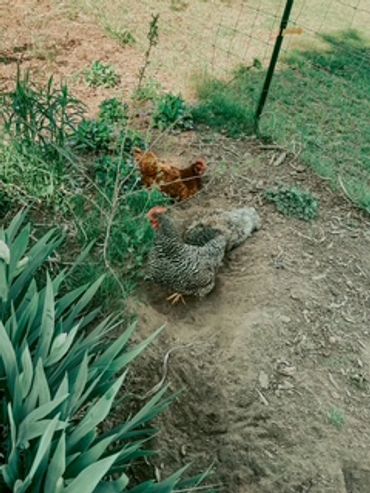 Two chickens wandering near green plants and a fence in a backyard.