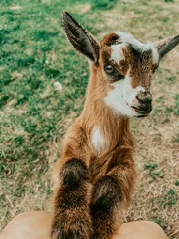 Close-up of a young brown and white goat kid standing on grass.