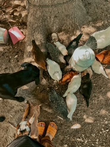 Chickens and dogs gather around a person wearing a hat under a tree.