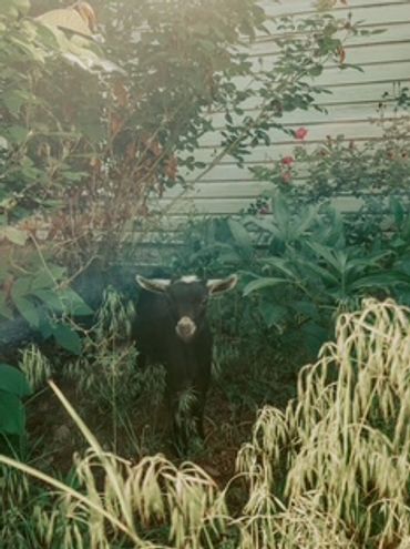 A black goat standing among green plants near a house wall.