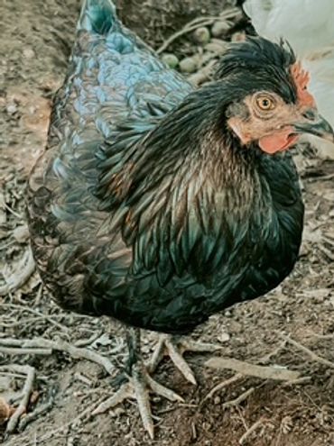 A black chicken with glossy feathers standing on dirt.