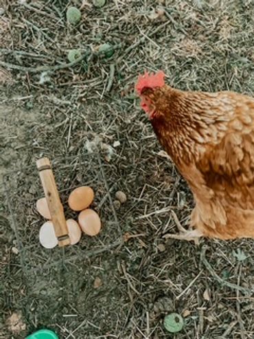 A chicken stands near a few eggs and a clothespin on the ground.