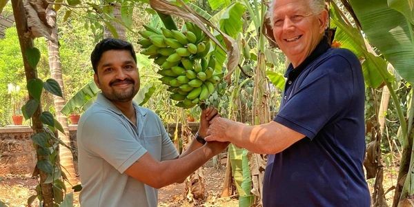 Two men holding a bunch of bananas in a banana plantation.