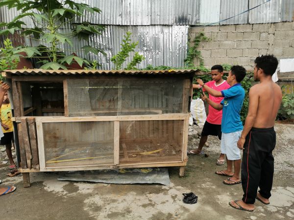 Building chicken coup