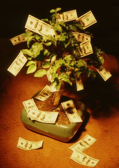 A small plant with dollar bills attached to its branches, symbolizing money growth.