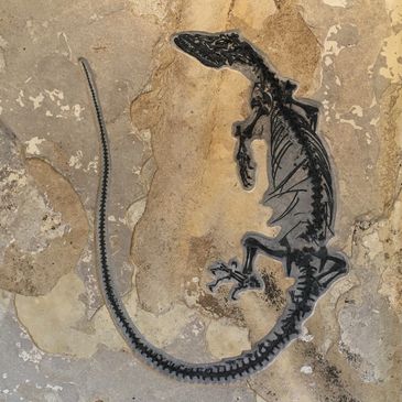 Fossil Monitor Lizard