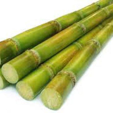 Fresh green sugarcane stalks cut and ready.