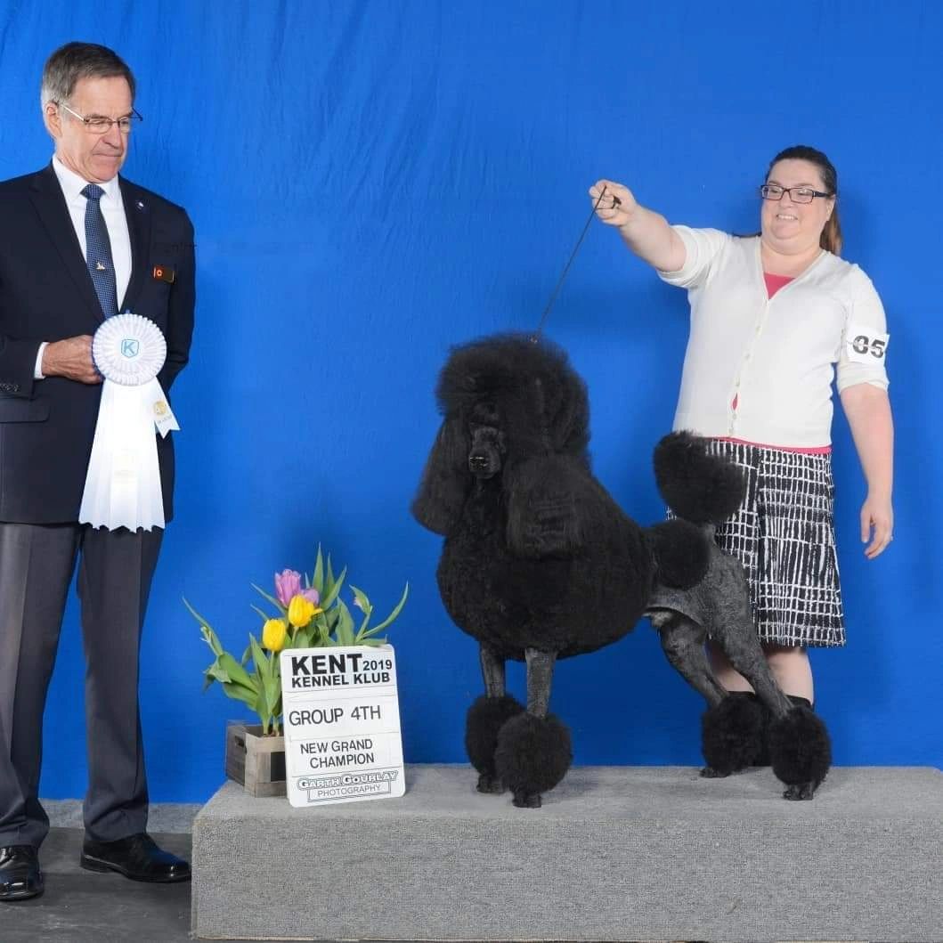 Show groomed adult poodle 