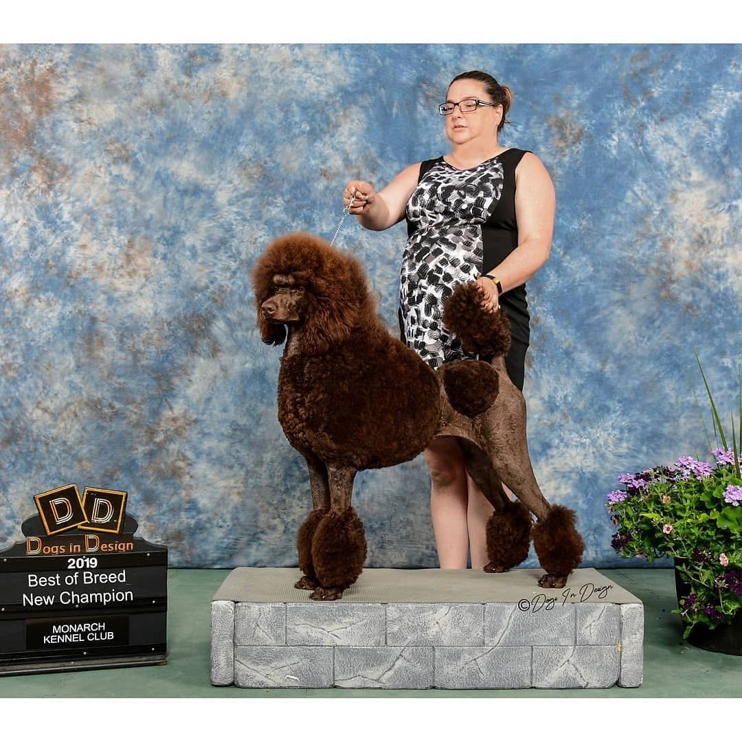 Show groomed adult poodle