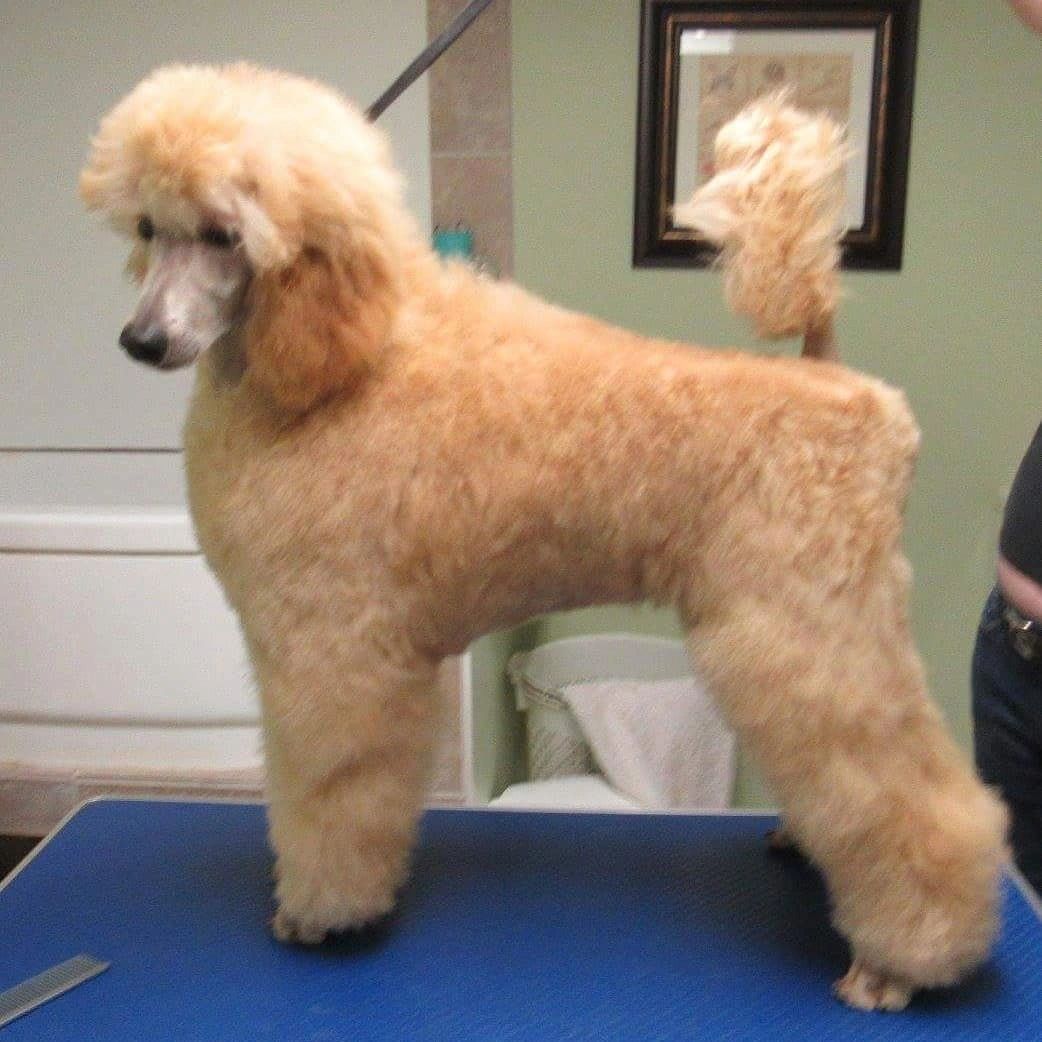 Show groomed poodle puppy