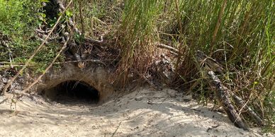 A legally protected active gopher tortoise burrow identified during a gopher tortoise burrow survey 