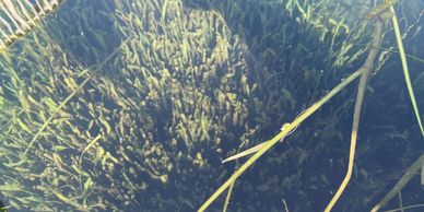 Seagrass in Kings Bay, Crystal River, Florida