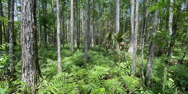 Florida wetland during a wetland assessment procedure