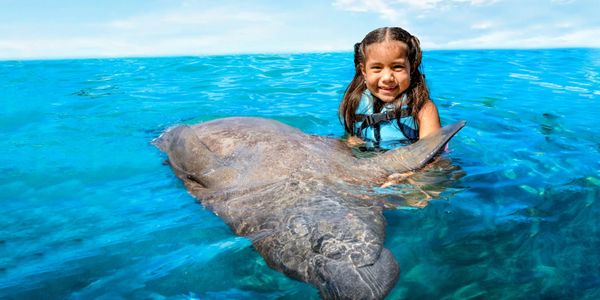 Book Manatee Encounter Gentle Marine Interaction Isla Mujeres