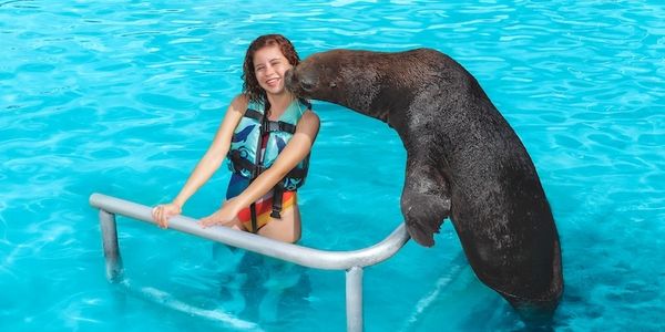 Book Sea Lion Encounter Playful Marine Experience Cozumel