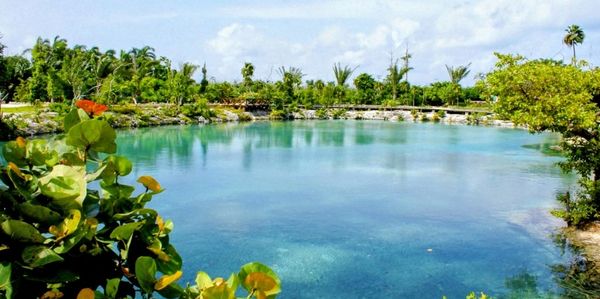 Book Cozumel Royal Connection Chankanaab National Park Dolphin Swim 2026