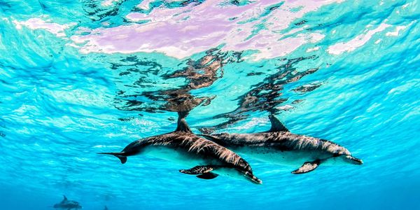 Book Dive with Dolphins Cozumel Top-Rated Deep-Water Scuba Interaction